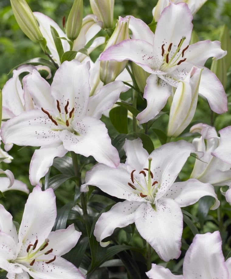 Lilium 'Casa Blanca' - Omnia Botanica